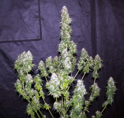 168825_cks-early-miss-autocropkingseedsearly-miss.jpg