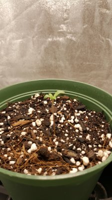 First official grow