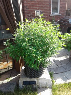 Lets see your 2020 Outdoor Plants!