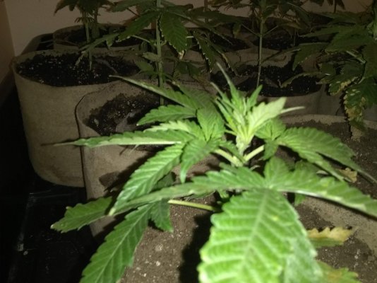 new-flowering-cycle--hows-my-inter-nodal-spacing-6.jpg