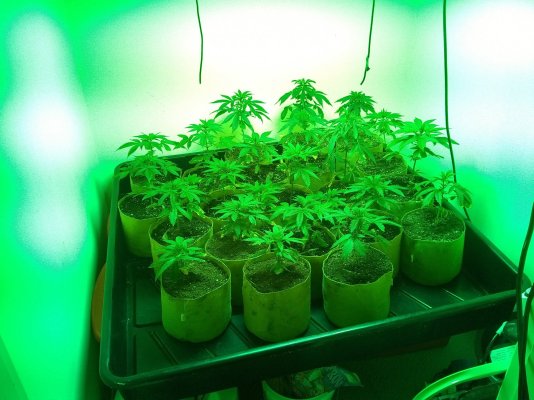 new-flowering-cycle--hows-my-inter-nodal-spacing-17.jpg