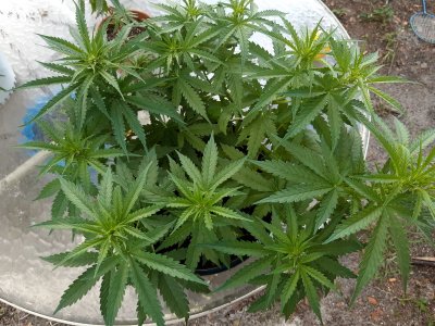Spider Farmer LED Grow