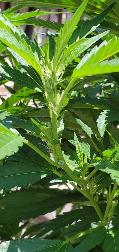 Flowering?
