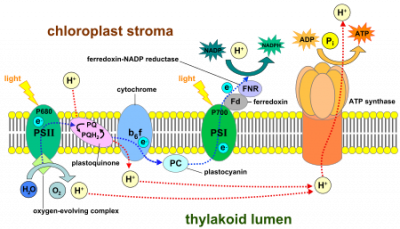 450px-Thylakoid_membrane_3.svg.png