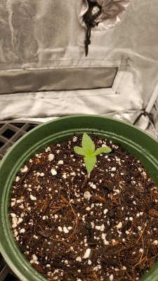 First official grow
