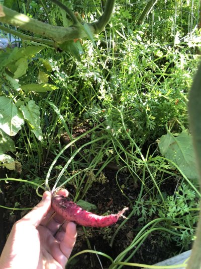 Share your tomatoes