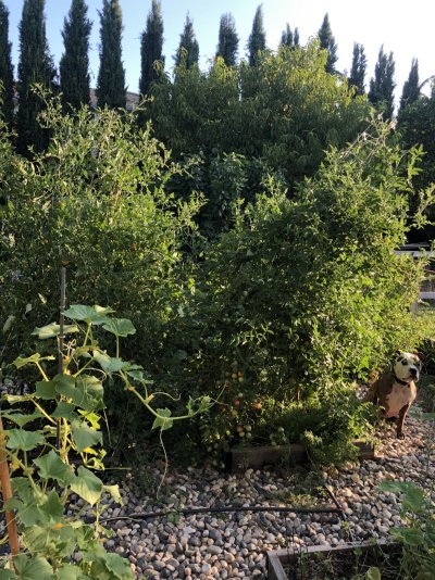 Share your tomatoes