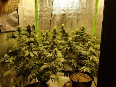 BigCube's grow show and tell.