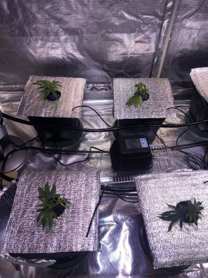 First Ever Grow, 8-site RDWC, 5x9, LED