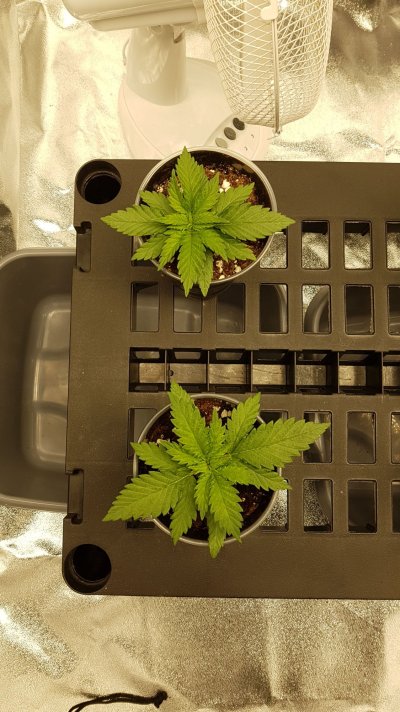 grow-journal---a-noobie-diary-3.jpeg