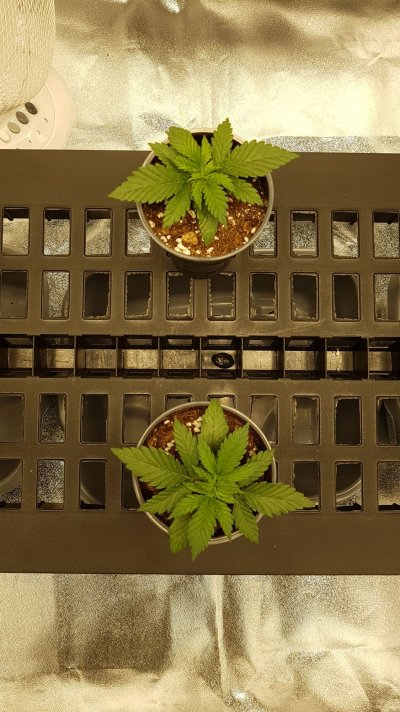 grow-journal---a-noobie-diary-4.jpeg