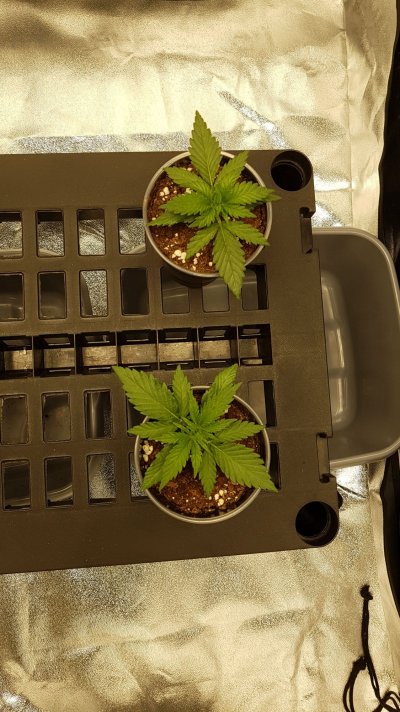 grow-journal---a-noobie-diary-5.jpeg
