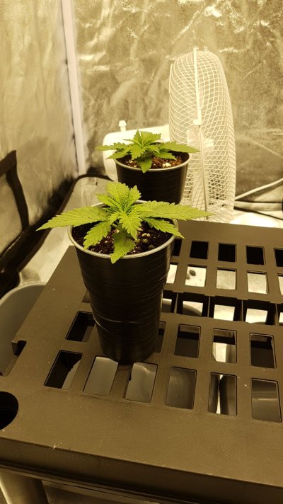 grow-journal---a-noobie-diary-6.jpeg