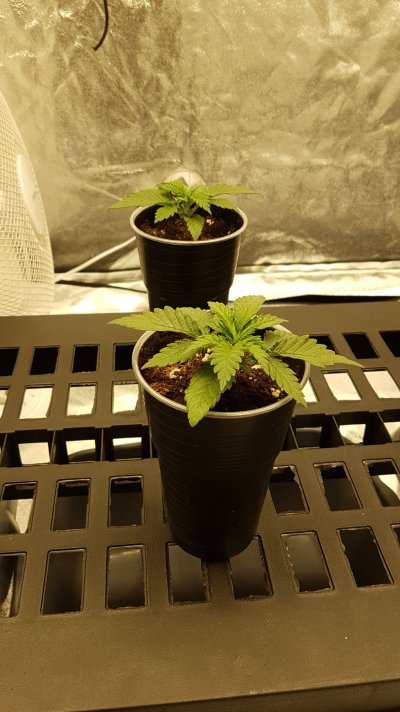 grow-journal---a-noobie-diary-7.jpeg