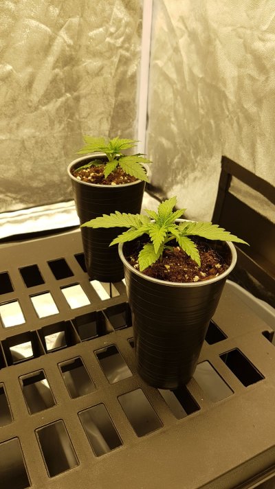 grow-journal---a-noobie-diary-8.jpeg