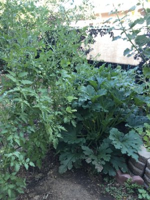 Dose anyone grow fruit n veg in your back yards .