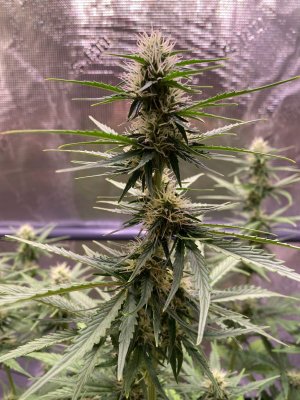 2638241_royal-queen-seeds-fast-eddy-automatic-cbd-grow-journal-by-zweibelroyal-queen-seedsfast...jpg
