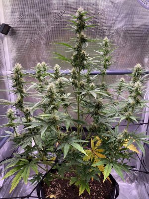 2638240_royal-queen-seeds-fast-eddy-automatic-cbd-grow-journal-by-zweibelroyal-queen-seedsfast...jpg