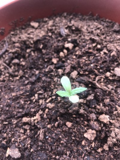 Is the plant trying to flower? Help pls :)