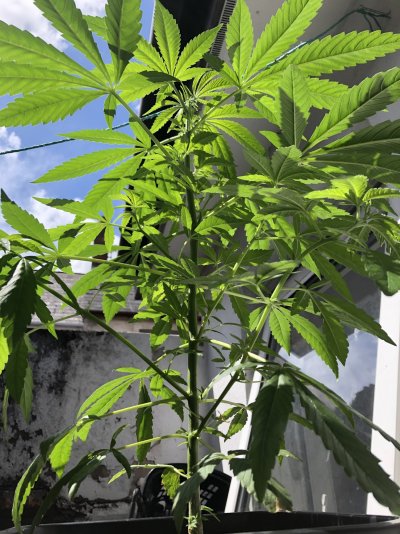 Is the plant trying to flower? Help pls :)