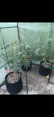 Small back yard green house grow... mills vs emerald harvest