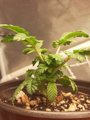 Hows it looking(1st gro)