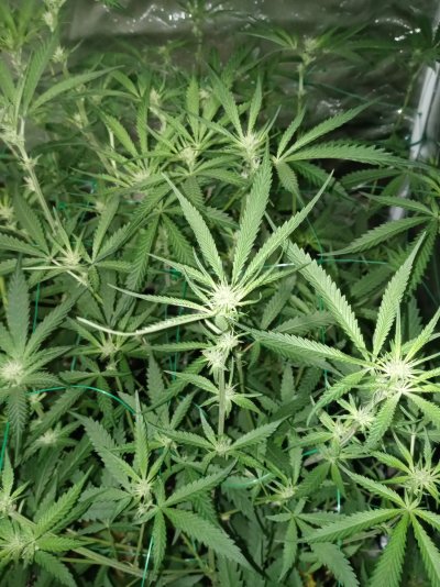 First Time Grower & Long time user