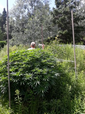 Lets see your 2020 Outdoor Plants!