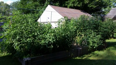 Spider Farmer LED Grow