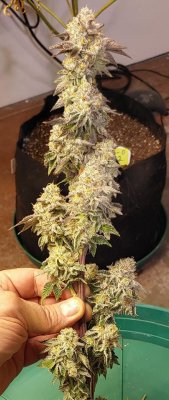 Let's See Your Frostiest Flowers