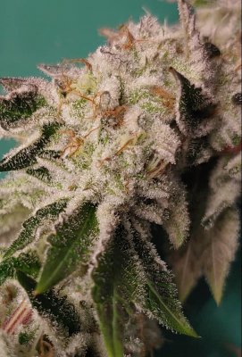 Let's See Your Frostiest Flowers