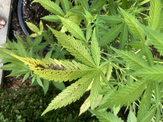 Brown spots  on the leaves.??????