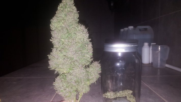 white-widow-main-cola-seedsman-2.jpg