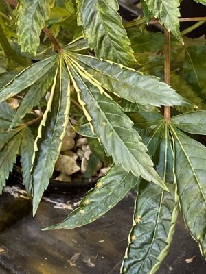 veg leaf issue