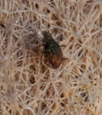 Root Aphids - anyone just ignore them?