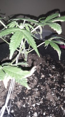Spider mites or deficency anyone know i got pics this my first auto ????