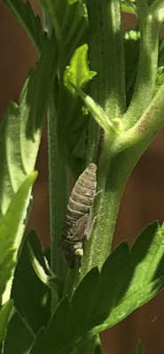 bug-whats-it-this-moves-when-you-get-near-it-3.png