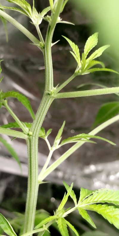 male-plant--hermi-or-budsites.jpeg
