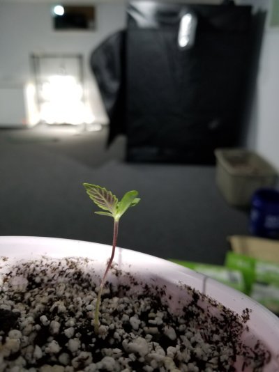 discoloration-on-underside-of-seedling-leaf.jpg