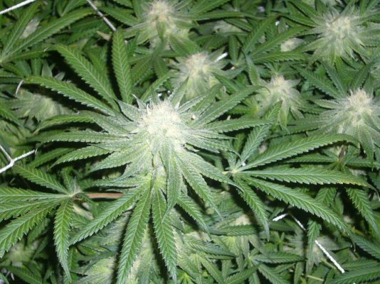 Louie XIII and Pre 98 Bubba Grow...