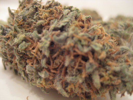 harvest strawberry kong romi heri and nugs of strawberry 015.JPG