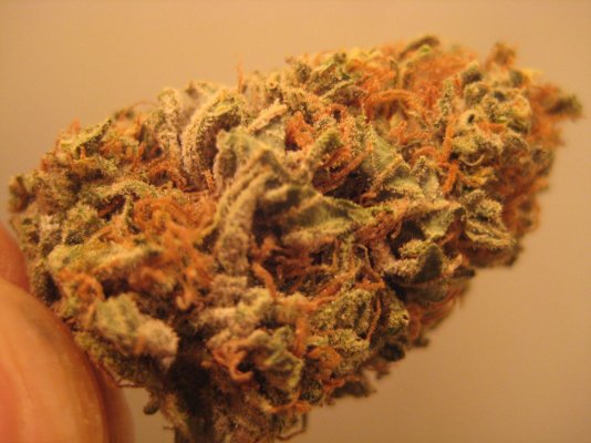 harvest strawberry kong romi heri and nugs of strawberry 018.JPG