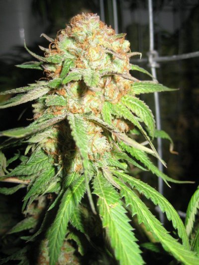 White Urkles-Fire Alien Day 56