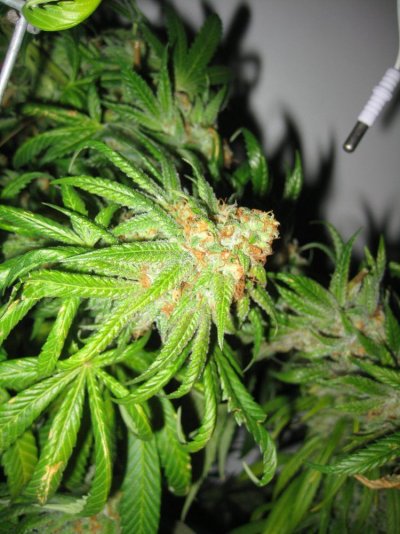 White Urkles-Fire Alien Day 56