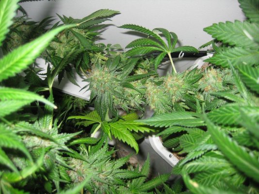 White Urkles-Fire Alien Day 56