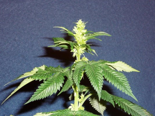 TopDawg's Coffee Kush