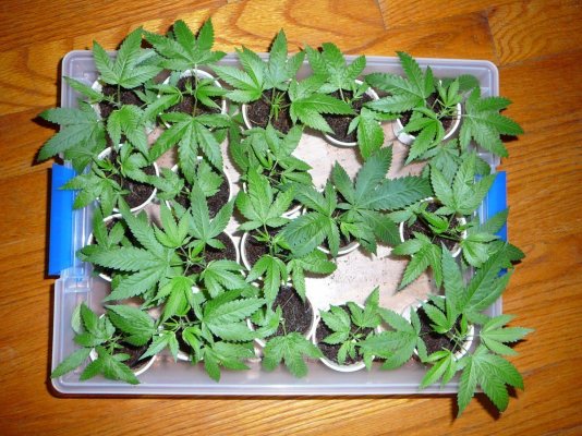 Coffee Kush Clones.JPG