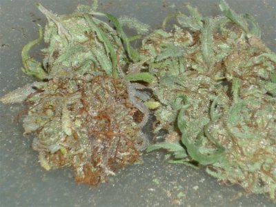 Pineapple Skunk closer (Large).jpg