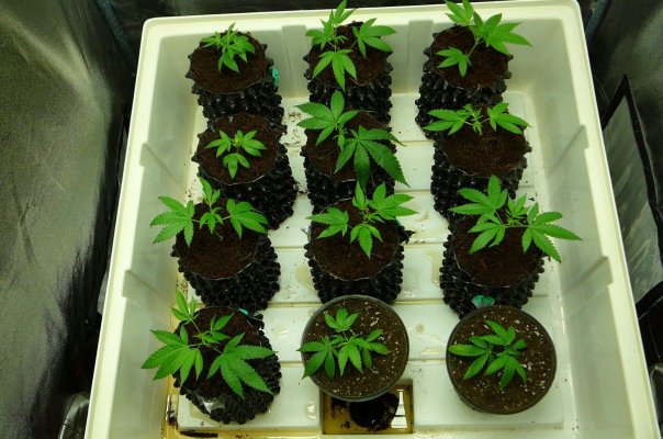 TopDawg's Coffee Kush