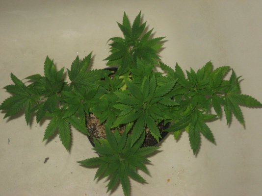 g13h1 day90 a.JPG